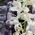 Kép 2/6 - Cymbidium Ice cascade