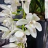 Kép 3/6 - Cymbidium Ice cascade