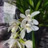Kép 4/10 - Cymbidium Ice cascade, 1-2 virágszálas