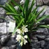 Kép 8/10 - Cymbidium Ice cascade, 1-2 virágszálas