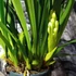 Kép 9/10 - Cymbidium Ice cascade, 1-2 virágszálas