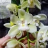 Kép 10/10 - Cymbidium Ice cascade, 1-2 virágszálas