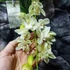 Kép 5/10 - Cymbidium Ice cascade, 1-2 virágszálas