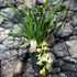 Kép 3/10 - Cymbidium Ice cascade, 1-2 virágszálas