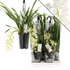 Kép 6/10 - Cymbidium Ice cascade, 1-2 virágszálas