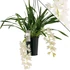 Kép 2/10 - Cymbidium Ice cascade, 1-2 virágszálas