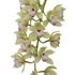 Kép 1/4 - Cymbidium Harwin