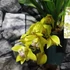Kép 4/4 - Cymbidium Harwin