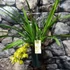 Kép 2/4 - Cymbidium Harwin