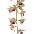 Kép 1/6 - Cymbidium Mitalli