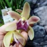 Kép 3/6 - Cymbidium Mitalli