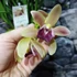 Kép 4/6 - Cymbidium Mitalli