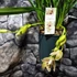 Kép 5/6 - Cymbidium Mitalli