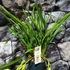 Kép 6/6 - Cymbidium Mitalli