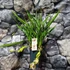 Kép 2/6 - Cymbidium Mitalli