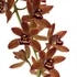 Kép 1/6 - Cymbidium Indian Summer