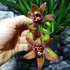 Kép 4/6 - Cymbidium Indian Summer