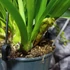 Kép 5/6 - Cymbidium Indian Summer