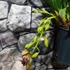 Kép 6/6 - Cymbidium Indian Summer