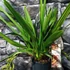 Kép 3/6 - Cymbidium Indian Summer