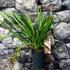 Kép 2/6 - Cymbidium Indian Summer