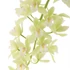 Kép 1/7 - Cymbidium Jennifer, 2-3 virágszál