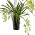 Kép 2/7 - Cymbidium Jennifer, 2-3 virágszál