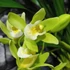 Kép 4/7 - Cymbidium Jennifer, 2-3 virágszál