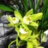 Kép 5/7 - Cymbidium Jennifer, 2-3 virágszál