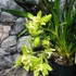 Kép 6/7 - Cymbidium Jennifer, 2-3 virágszál