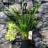 Kép 7/7 - Cymbidium Jennifer, 2-3 virágszál
