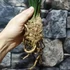 Kép 2/7 - Cymbidium hossai 'shangchuan'