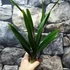 Kép 3/7 - Cymbidium hossai 'shangchuan'