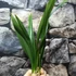 Kép 4/7 - Cymbidium hossai 'shangchuan'