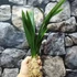 Kép 5/7 - Cymbidium hossai 'shangchuan'