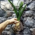 Kép 7/7 - Cymbidium hossai 'shangchuan'