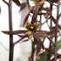 Kép 1/7 - Cymbidium hossai 'shangchuan'