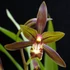 Kép 1/7 - Cymbidium 'Mountain Claw'