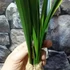 Kép 3/7 - Cymbidium 'Mountain Claw'