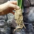 Kép 4/7 - Cymbidium 'Mountain Claw'