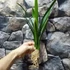 Kép 2/7 - Cymbidium 'Mountain Claw'