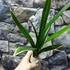 Kép 5/7 - Cymbidium 'Mountain Claw'