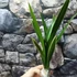 Kép 6/7 - Cymbidium 'Mountain Claw'
