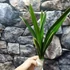 Kép 7/7 - Cymbidium 'Mountain Claw'