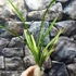 Kép 2/7 - Cymbidium ensifolium 'Rainbow'