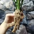 Kép 4/7 - Cymbidium ensifolium 'Rainbow'
