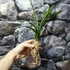 Kép 5/7 - Cymbidium ensifolium 'Rainbow'