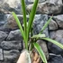Kép 6/7 - Cymbidium ensifolium 'Rainbow'