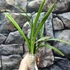 Kép 7/7 - Cymbidium ensifolium 'Rainbow'