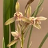 Kép 1/7 - Cymbidium ensifolium 'Rainbow'